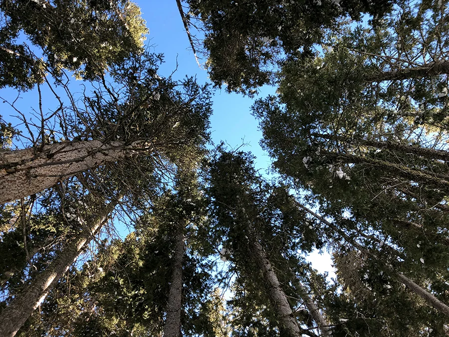 Gotafli IH83Tr PANc Unsplash Copy