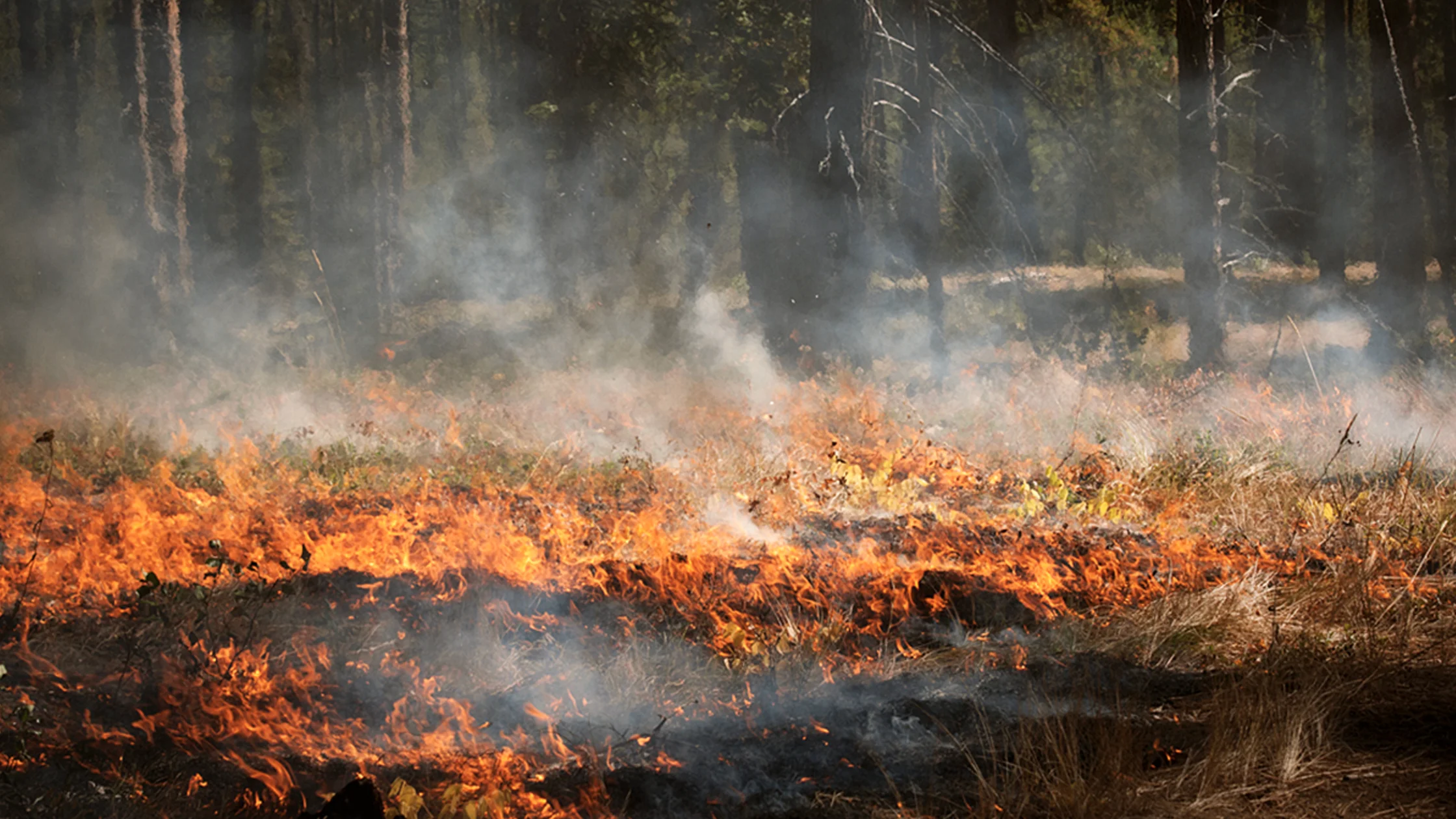 Burn Bans Header
