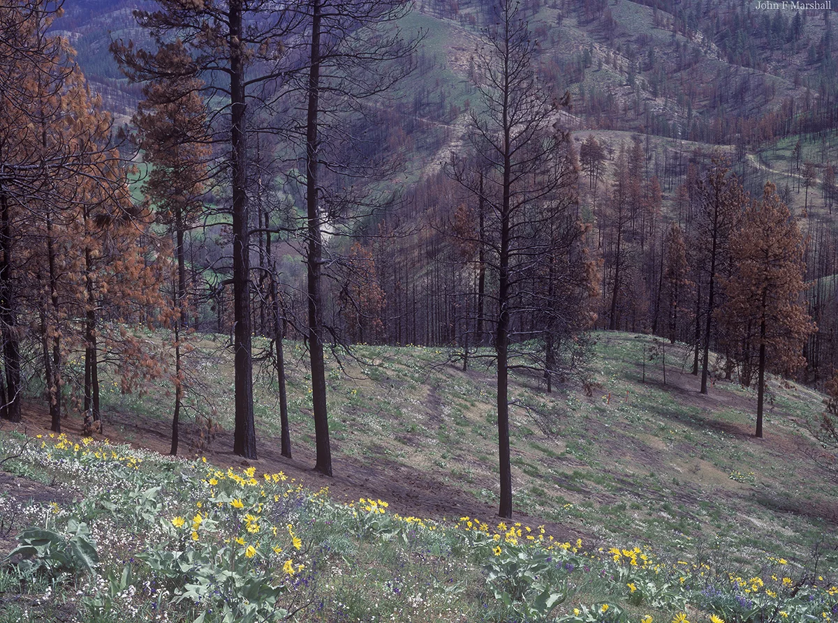 SB 29 1 1995